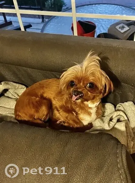 Lost Female Dog, Greenbriar Drive, Columbia - cleft lip - photo