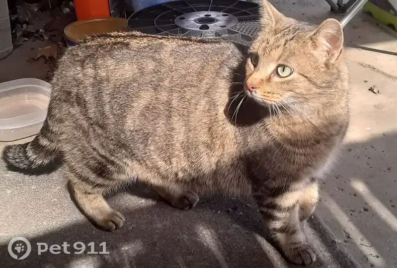 Lost female cat, Bonnie Brae Avenue Northeast, Warren - tabby with clipped right ear - photo