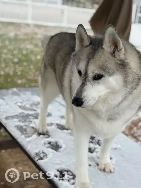 Lost male dog, Clayton, Delaware - white with black and gray fur - photo