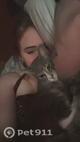 Lost female cat, Jack Mountain Road, Hot Springs - small, gray and white with a unique face pattern - photo