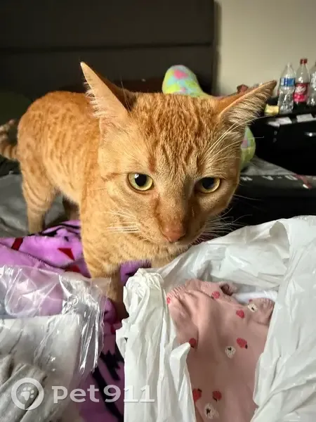 Lost male cat, 36th Street, Grand Rapids - responds to 'Foreman' - photo