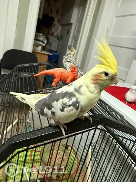 Lost bird, 133rd Street, Queens - bright yellow with orange cheeks - photo