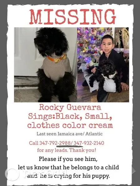 Lost male dog, 121st Street, 89-02, Queens - photo