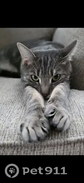 Lost male cat, Dare Court, Brooklyn - grey striped coat - photo