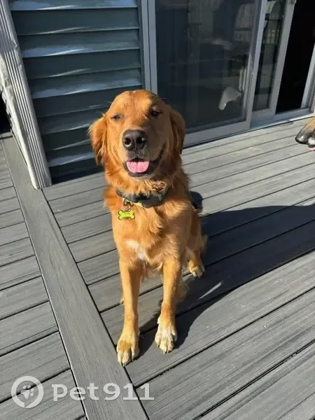 Lost Male Dog, Montgomery, Minnesota - photo