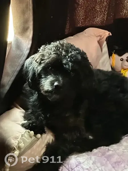 Lost male dog, Jamaica Avenue, Manhattan - photo