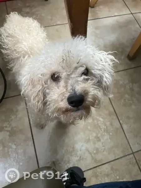 Lost male dog, West 92nd Street, Los Angeles - white poodle with curly hair - photo