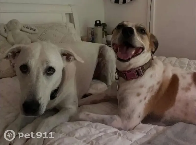 Lost female dog, Cairns, Kuranda - white with a light purple collar - photo