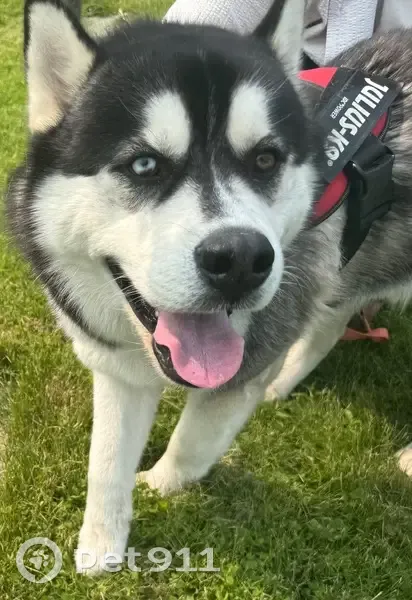 Missing dog Male, Biddeford (usl534823) - photo