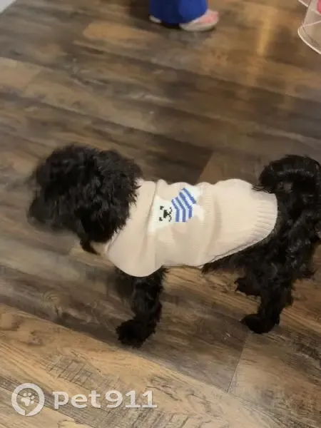 Lost male dog, 89th Avenue, 119-21, Queens - small black Chipoo - photo