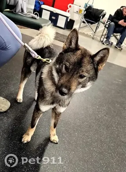 Lost Female Dog, Canterbury Road, Grosse Pointe Woods - Shikoku with a fluffy white tail - photo