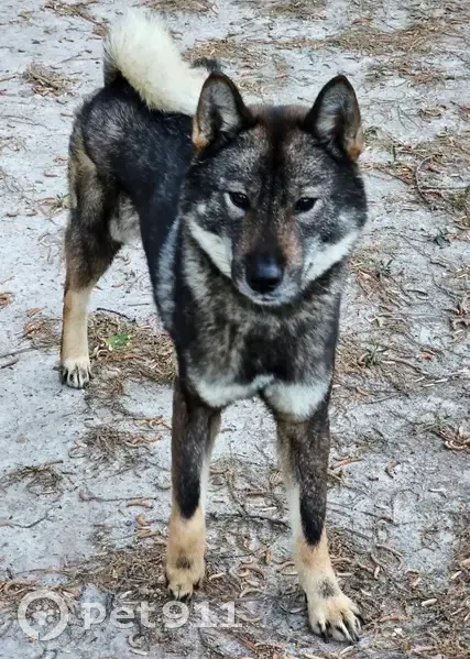 Lost female dog, Morningside Drive, Grosse Pointe Woods - black and brown coat - photo