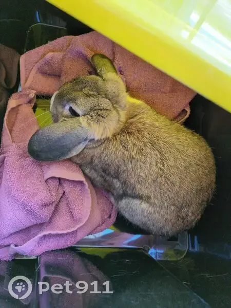 Found rabbit, Last Street, Latrobe - grey with white marking - photo