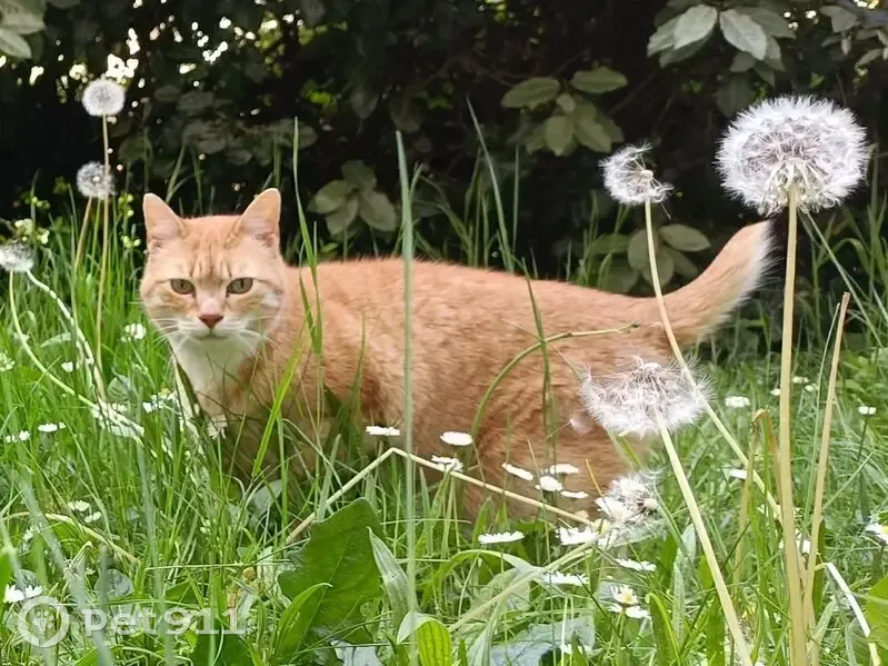 Perdu chat femelle, Rue Diderot, Vincennes - pelage roux avec taches blanches - photo