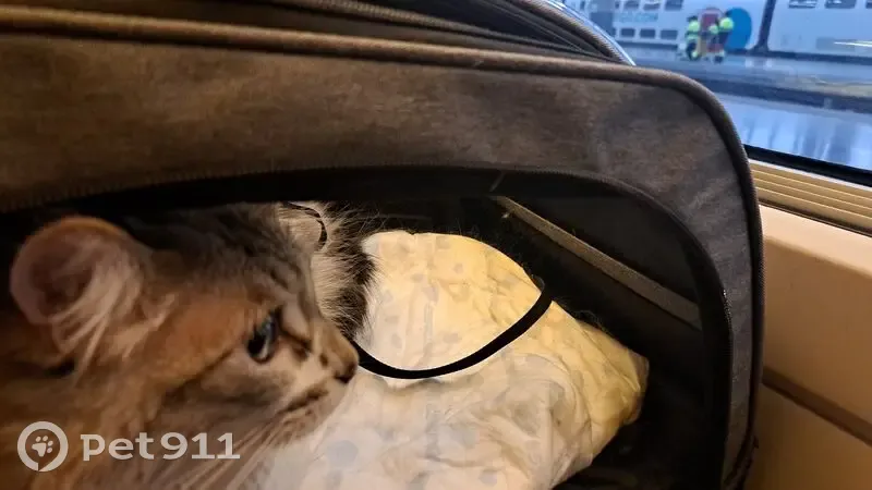 Perdido gato hembra, Carrer d'Alacant, 22, València - muy asustada - photo