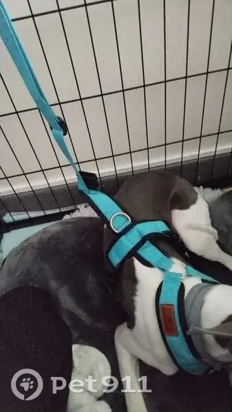 Perdido perro masculino, Calle el Souto, Fabero, Ponferrada - photo