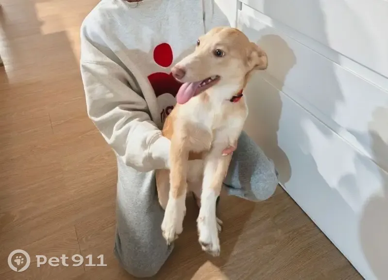 Encontrado perro masculino, La Alcaidesa, San Roque - cachorro de Podenco - photo