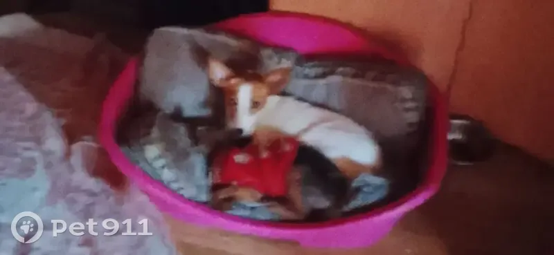 Perdido perro hembra, Camino San Ildefonso, Sevilla - blanca y marrón - photo