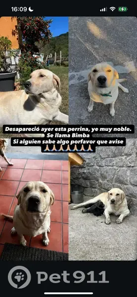 Perdido perro hembra, Pola de Laviana, Laviana - labrador noble - photo