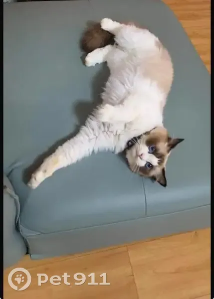 Lost female cat, Grace Park, Singapore - white and brown Ragdoll - photo