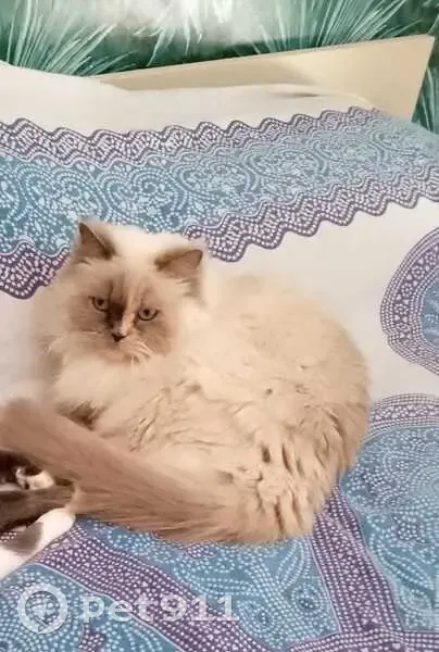 Perdido gato hembra, Calle Minerva, Canarias, Madrid - photo