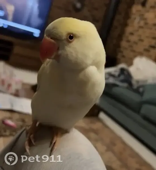 Lost female bird, Baulkham Hills, Sydney - Indian ringneck - photo