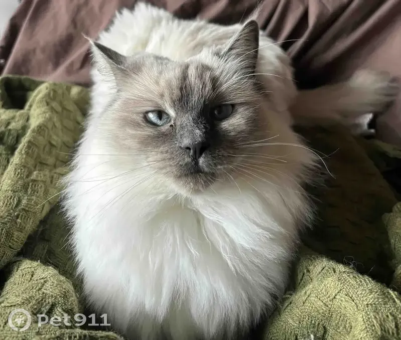 Lost female cat, Greens Road, 205, Wyndham City, Little River - blue point, very friendly - photo