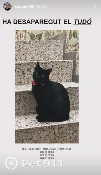 Gato perdido Macho, Reus (sl495492) - photo