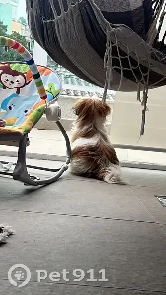 Cachorro encontrado Macho (brf002623) - photo