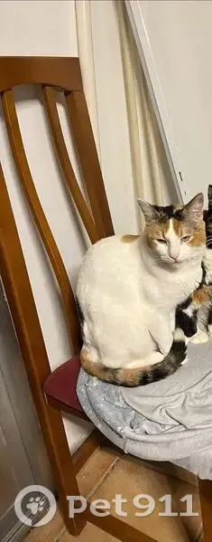 Perdido gato hembra, San Pedro Alcántara, San Pedro de Alcantara - blanco con negro - photo