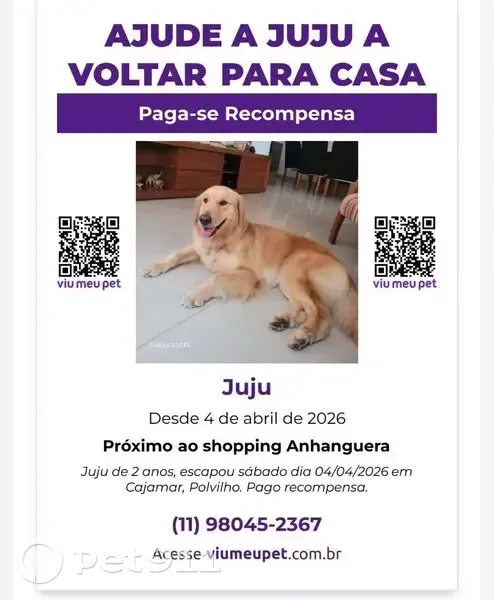 Cachorro perdido Fêmea (brl002624) - photo