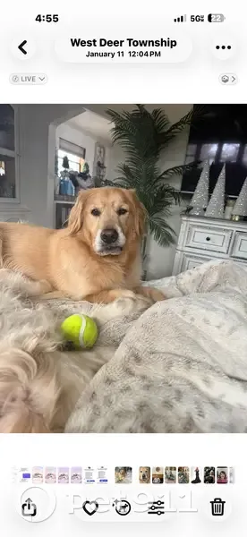 Lost male dog, Bakerstown, Gibsonia - golden fluffy coat - photo