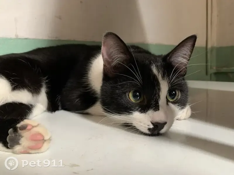 Зник кіт, площа Ринок, 9, Львів - чорно-біле забарвлення з плямою біля носа - photo