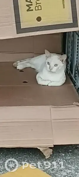 Gato desaparecido Macho (brl002625) - photo