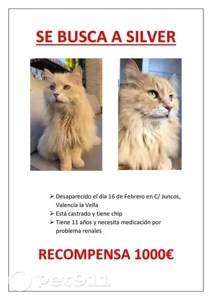 Gato perdido Macho, Pozuelo de Alarcon (sl495494) - photo