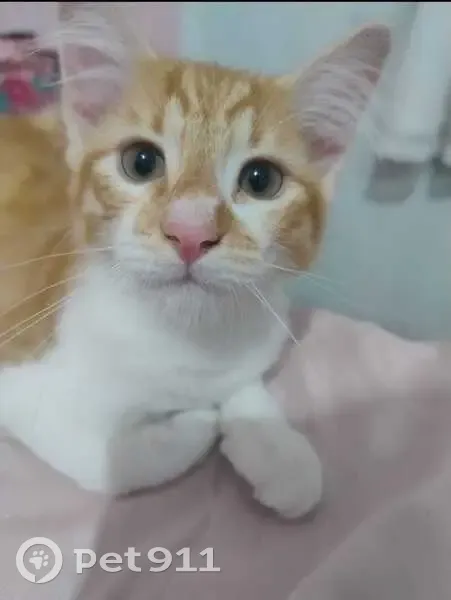 Gato desaparecido Macho (brl002626) - photo