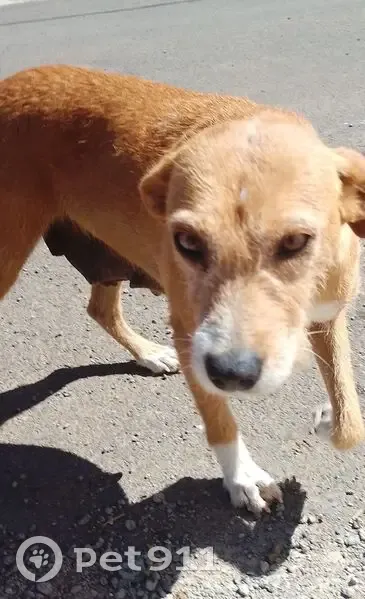 Perdido perro, Las Barreras, Canarias - hembra de color marrón claro - photo