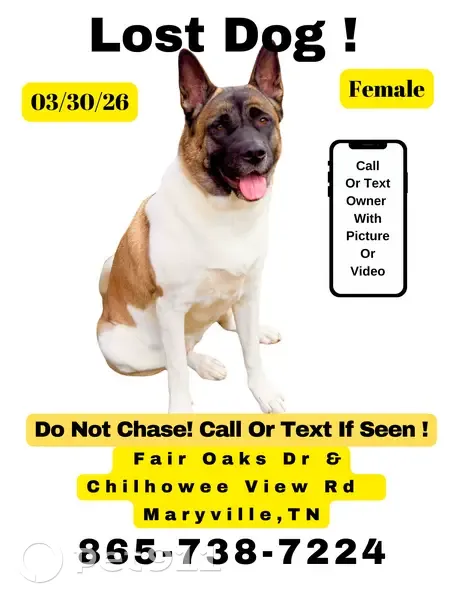 Lost female dog, Fairoaks Drive, 3224, Maryville - two year old Akita - photo
