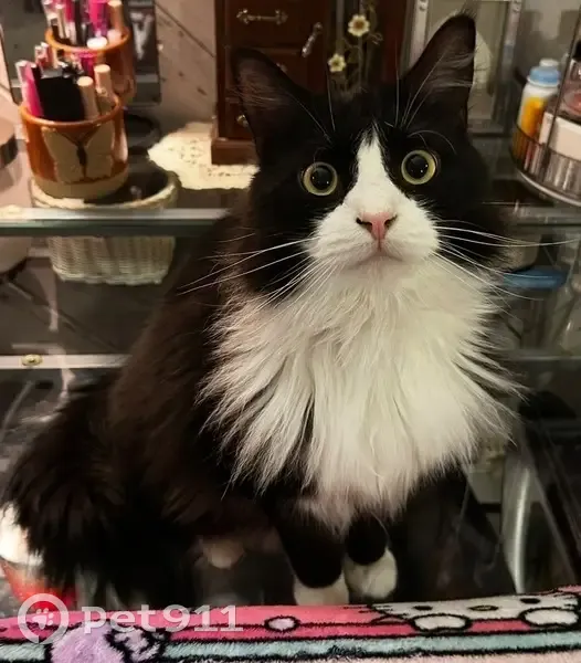 Lost male cat, Crestview Street, Bristol - large black and white with yellow eyes - photo