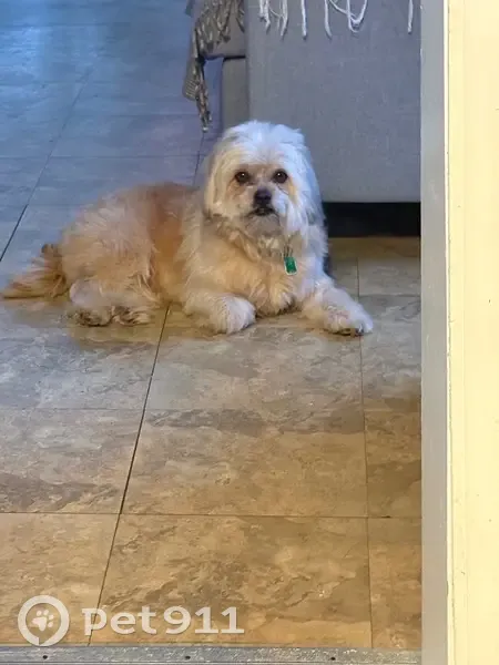 Lost male dog, Chicago - calm but mischievous - photo