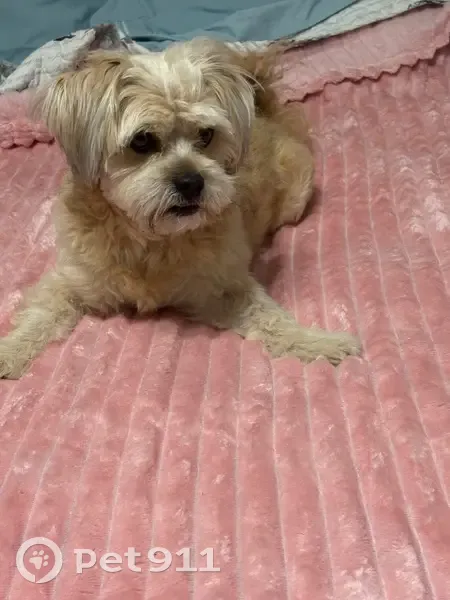 Lost male dog, Shipsue, Chicago - photo