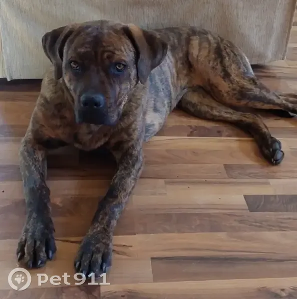 Lost female dog, East 2450th Street, Kewanee - scar on nose - photo