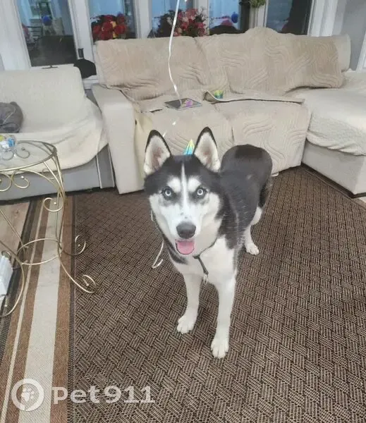 Lost male dog, Siegel Street, Westbury - named Dante - photo