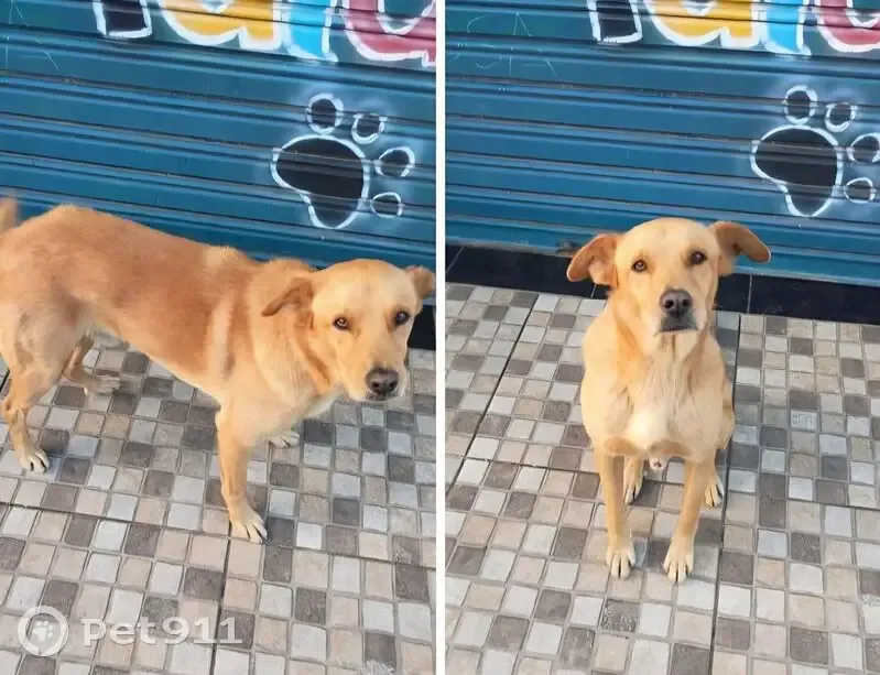 Cachorro perdido Macho (brl002628) - photo