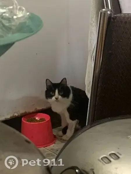 Gato desaparecido Fêmea (brl002629) - photo