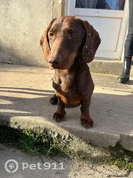 Perdu Chien, Lieu dit Faye, 19, Cussy-en-Morvan - teckel marron avec taches blanches - photo