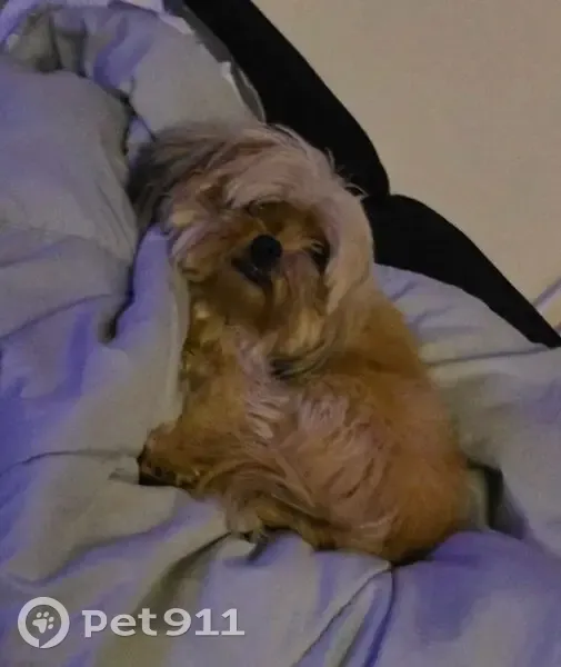 Lost female dog, Spring Valley Road, 52, Marksboro - very small and tan - photo