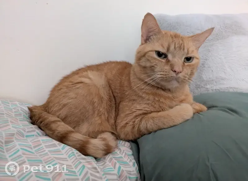 Lost male cat, Galen Street, Watertown - large orange with light striping - photo