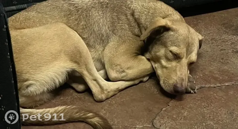 Perdido perro masculino, Huarachita, Morelia - collar negro - photo