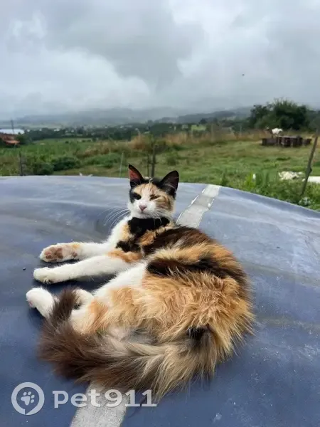 Perdido gato hembra, Barrio Covián, 56, Gijon - photo